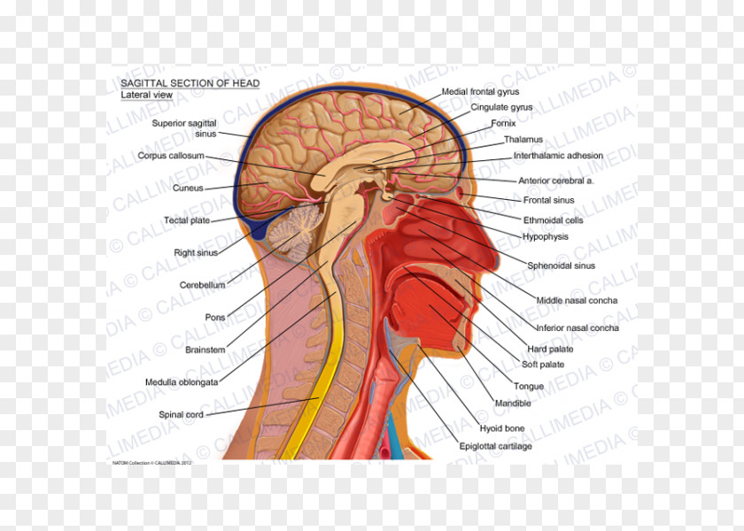 Brain Sagittal Plane Human Head Anatomy PNG