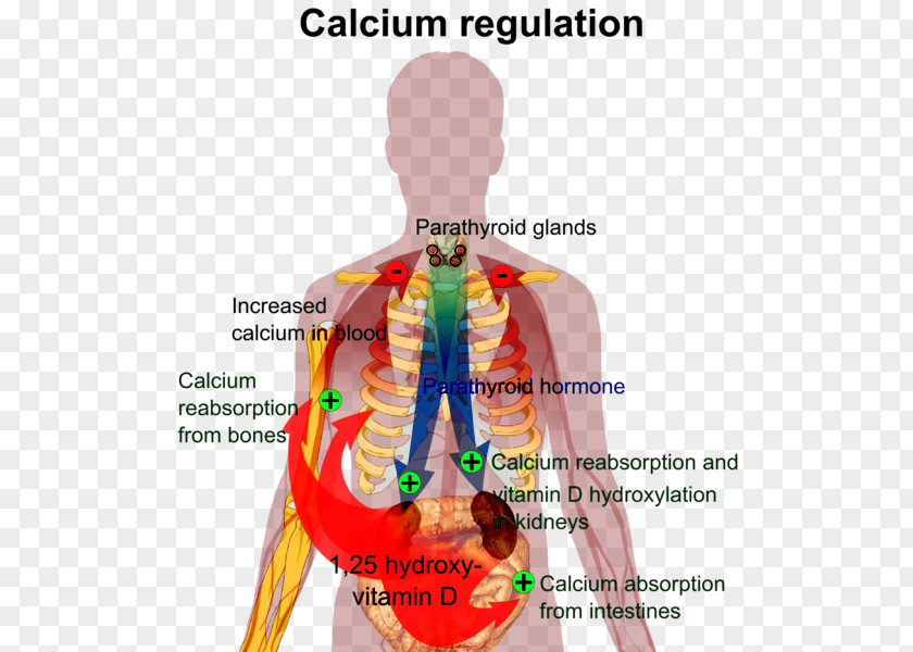Calcium Metabolism Nutrient Human Body Vitamin D Homeostasis PNG