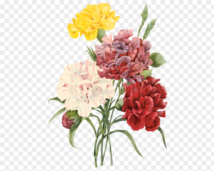 Flower Carnation Choix Des Plus Belles Fleurs Botany Botanical Illustration PNG