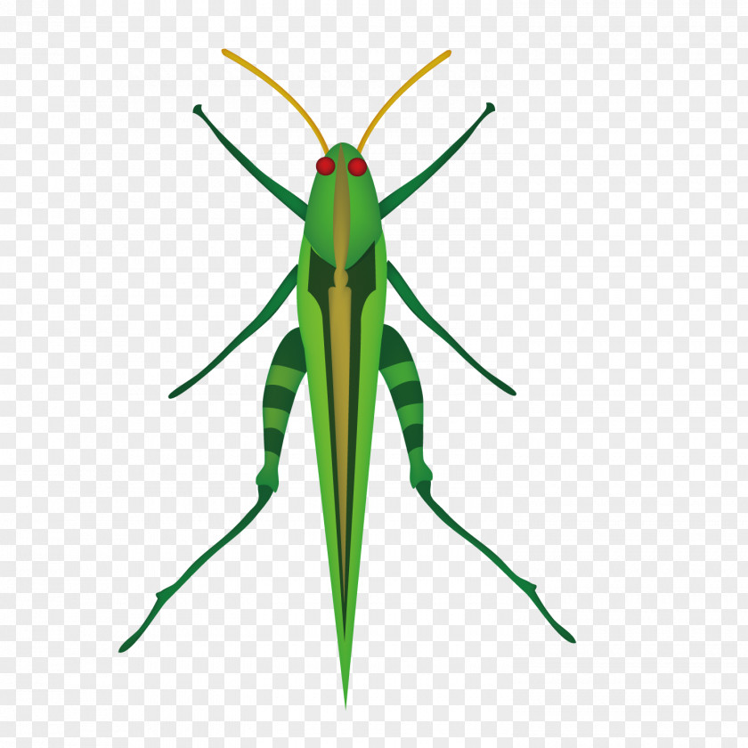 Grass Grasshopper Mosquito Insect Locust Clip Art PNG