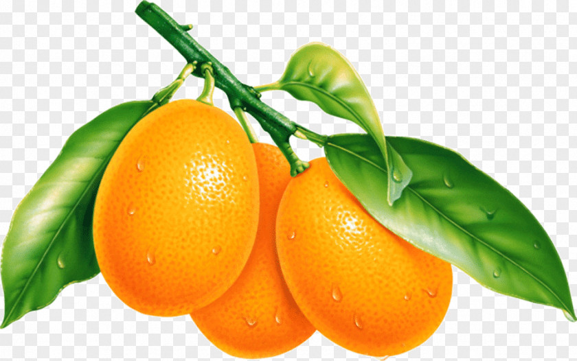 Orange Clip Art Kumquat Openclipart PNG