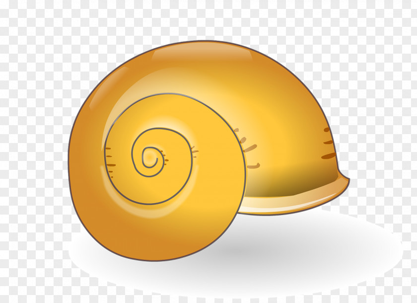 Seashell Product Design Snail Font PNG