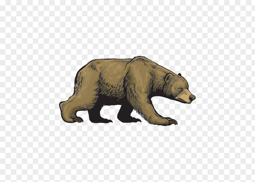 Bear Grizzly Cub Alaska Peninsula Brown Wildlife PNG