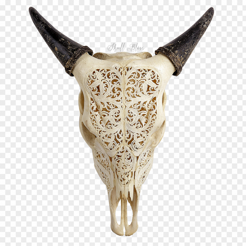 Buffalo Skull Texas Longhorn Animal Skulls Human PNG