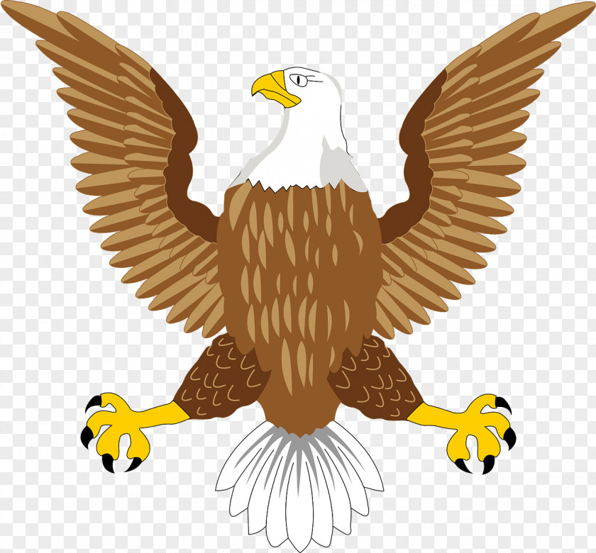 Eagle Bald Hawk Accipitridae Image PNG
