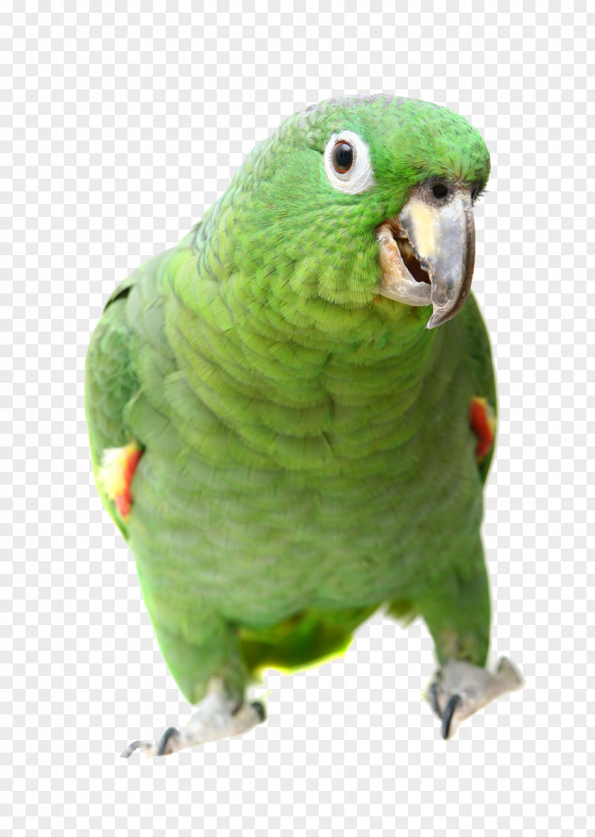 Parrot Watching You Southern Mealy Amazon Bird Turquoise-fronted Yellow-shouldered PNG