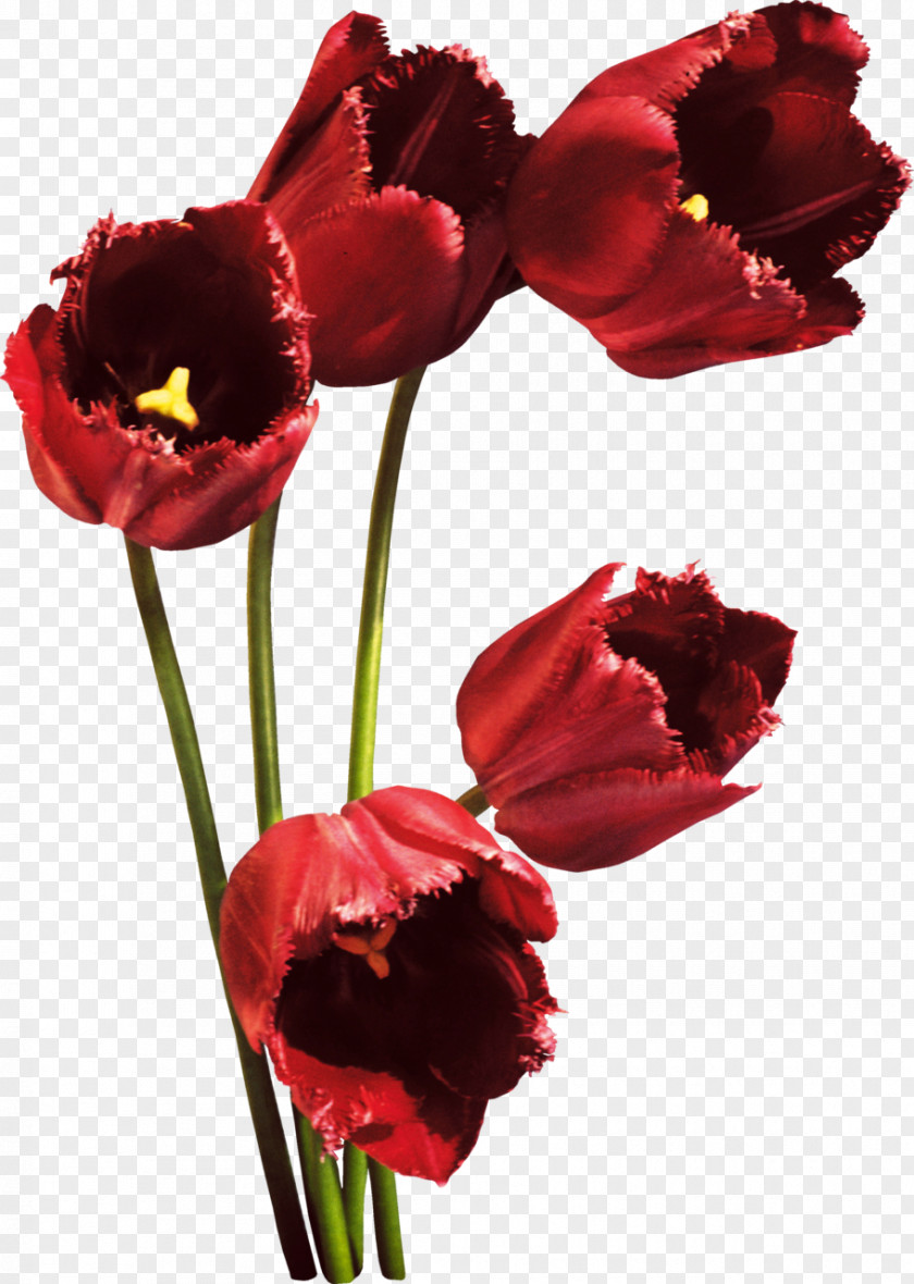 Tulip Flower Bouquet Red Petal PNG
