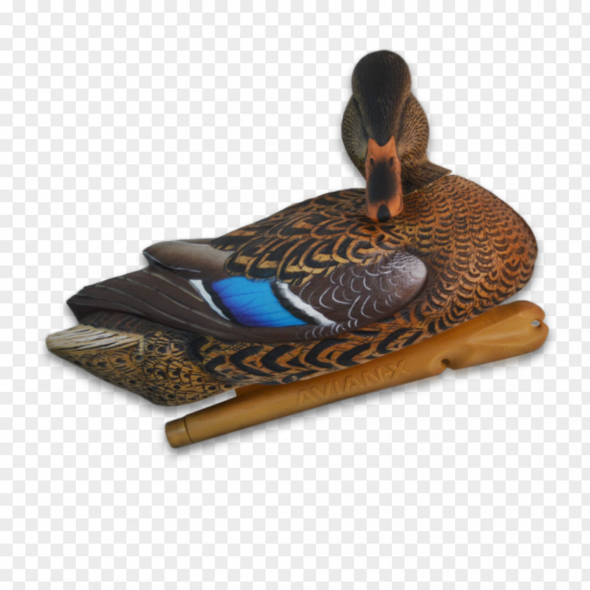 Duck Mallard Decoy Hunting PNG