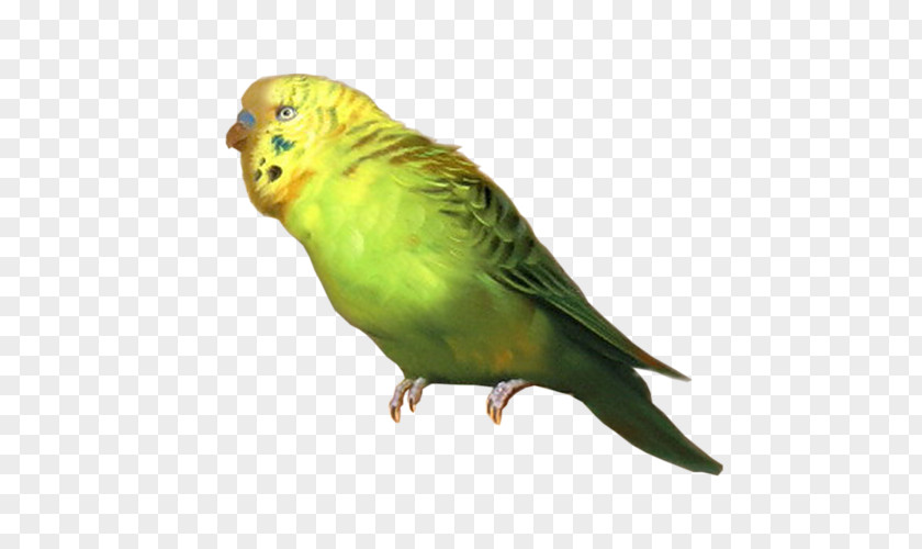 Parrot Budgerigar Lovebird Cockatiel PNG