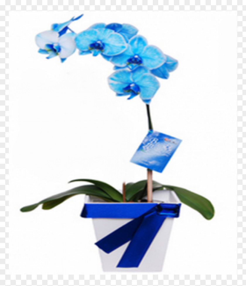 Phalaenopsis Moth Orchids Cut Flowers Blue PNG