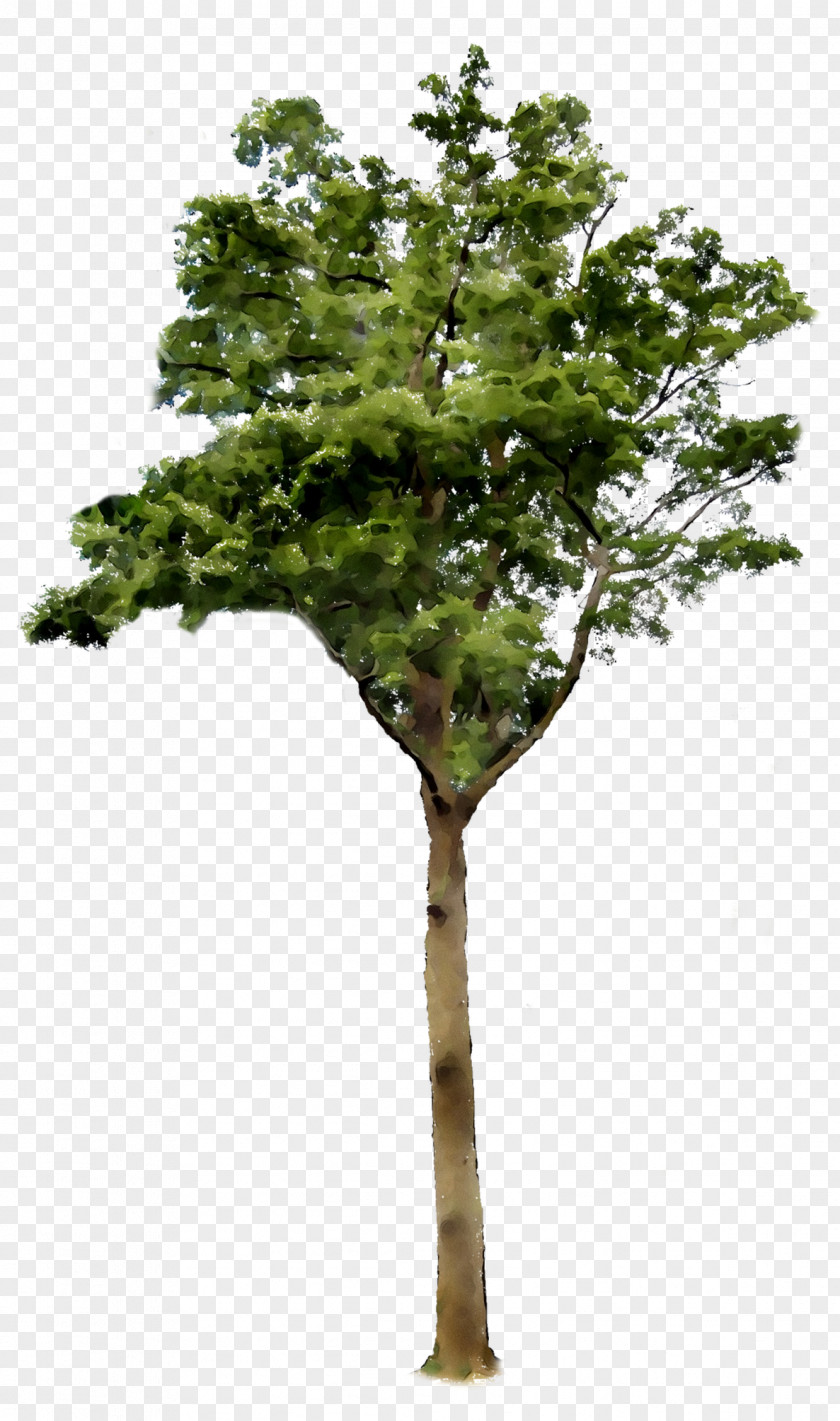 Tree Clip Art Transparency Image PNG