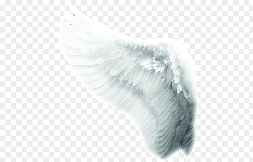 White Angel Wings Time To Meet The Angels Mariology Of Catholic Church Co-Redemptrix PNG