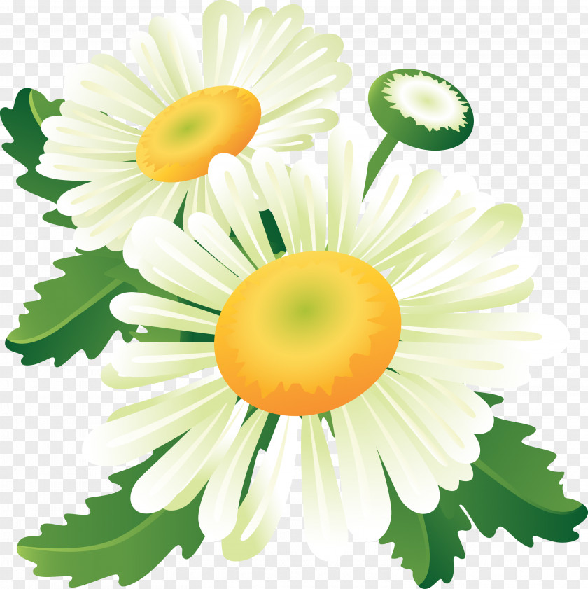 Chamomile Flower Paper PNG