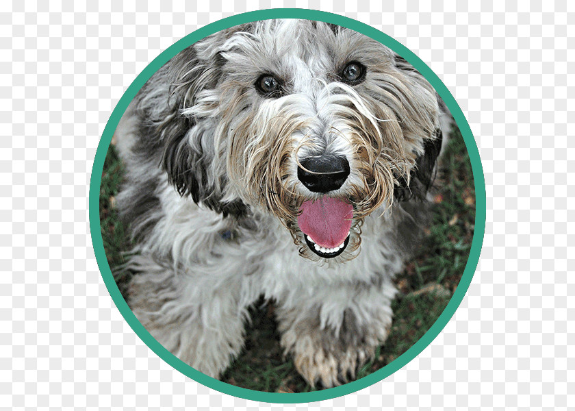 Glen Goldendoodle Schnoodle Petit Basset Griffon Vendéen Dog Breed PNG