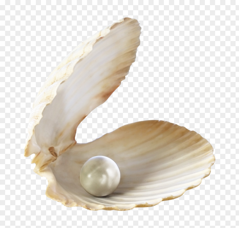 Pearl Shell Earring Stock Photography Bracelet Necklace PNG