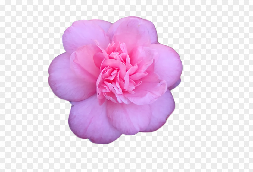 Peony PNG