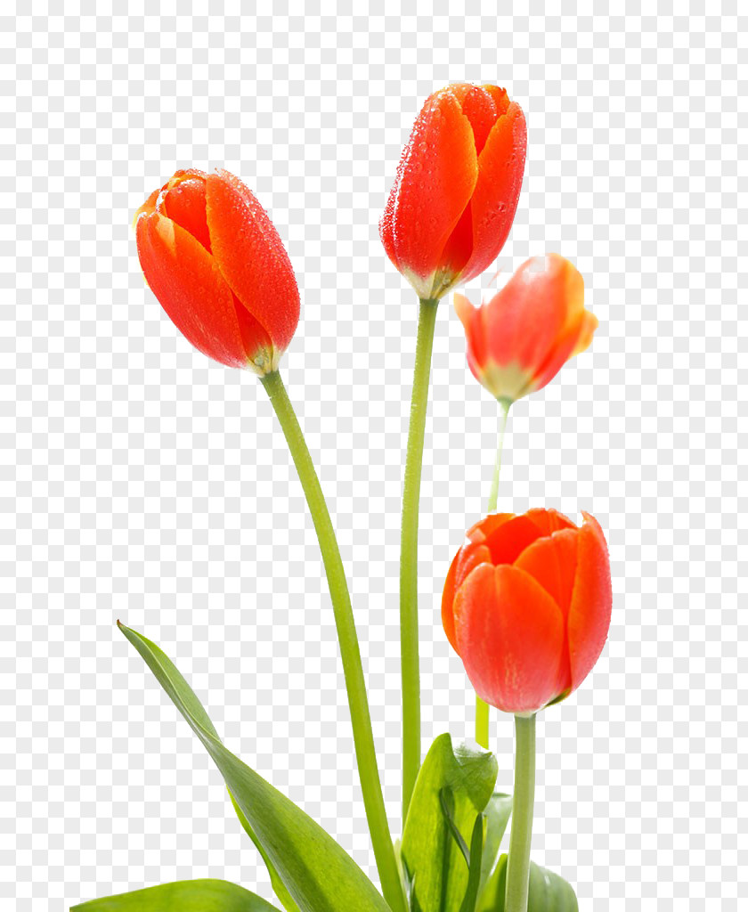 Tulip Flowers Cut PNG