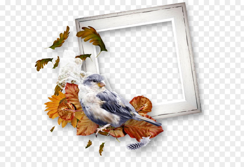 Autumn Frame Image Picture Frames Clip Art Birthday PNG