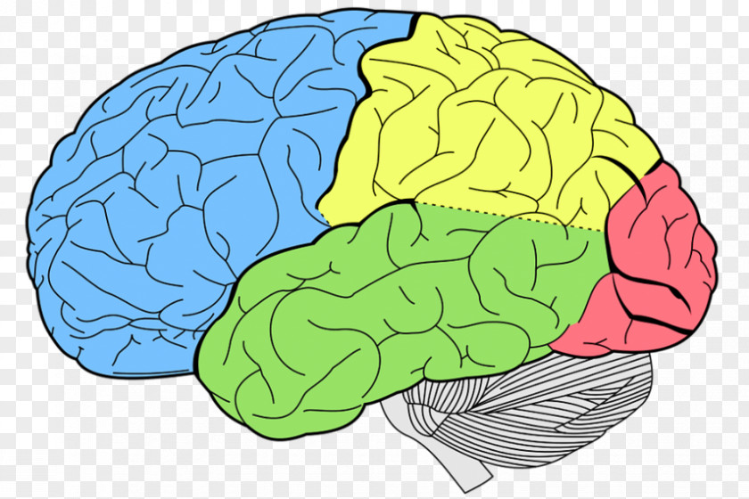 Brain Lobes Of The Occipital Lobe Frontal Cerebral Cortex PNG