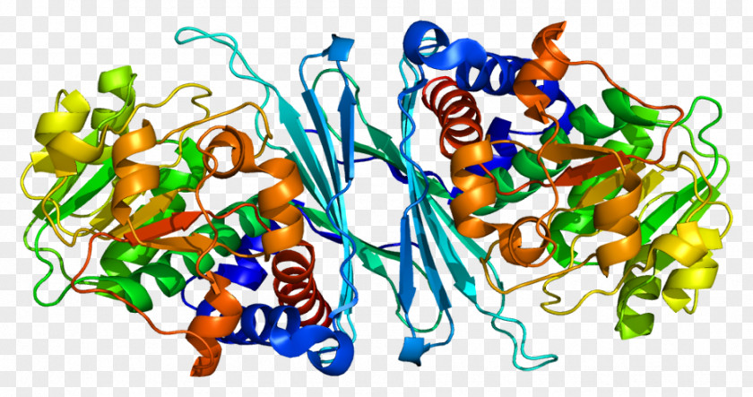 CRYM Protein Gene Ornithine Cyclodeaminase Crystallin PNG