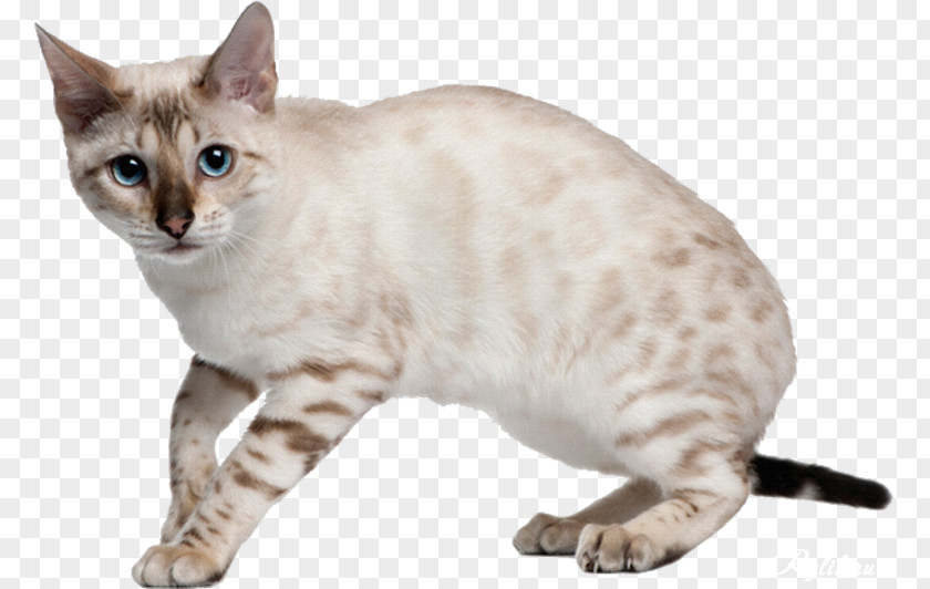 Kitten Bengal Cat Felidae Tiger Breed PNG
