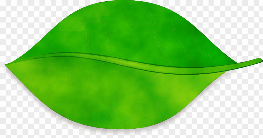 Leaf Green Hat Capital Asset Pricing Model Plants PNG