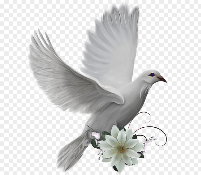 Peace Symbols Blackandwhite Pigeons And Doves Transparency Bird GIF Blog PNG