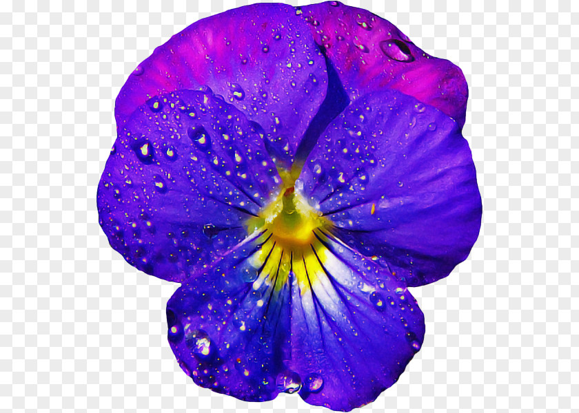 Annual Plant Blue Violet Drawing Of Family PNG