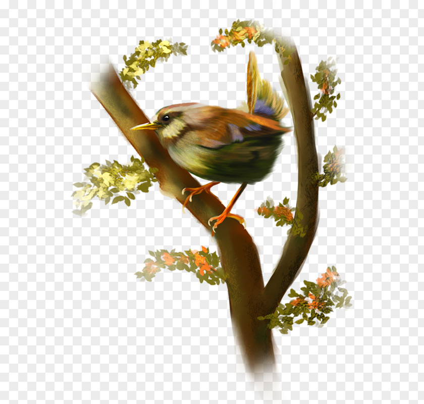 Bird Clip Art PNG