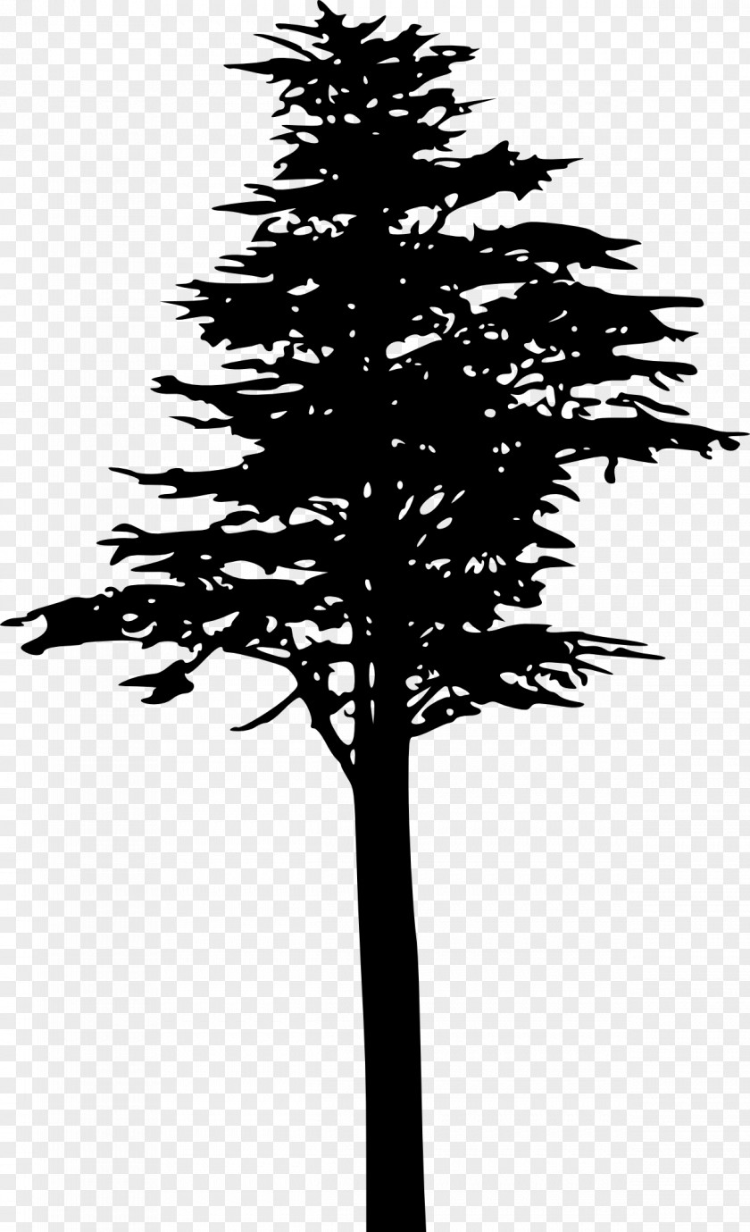 Coconut Tree Pinus Contorta Silhouette Branch PNG