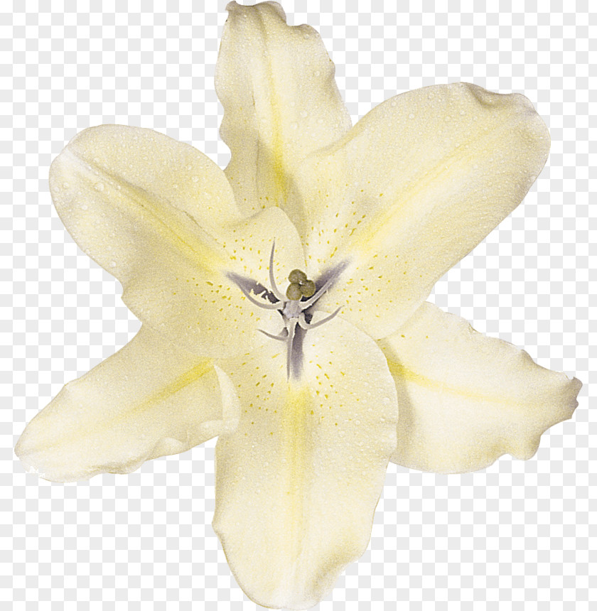 Flower Lilium White Cut Flowers Photography PNG