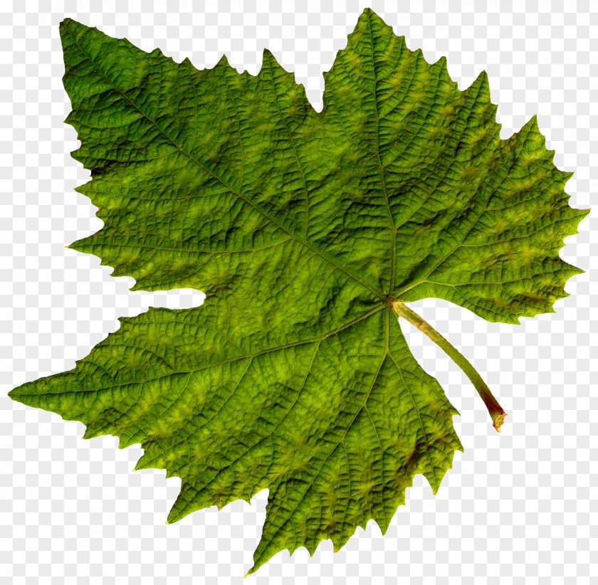 Folhas Secas Common Grape Vine Dolma Leaves PNG