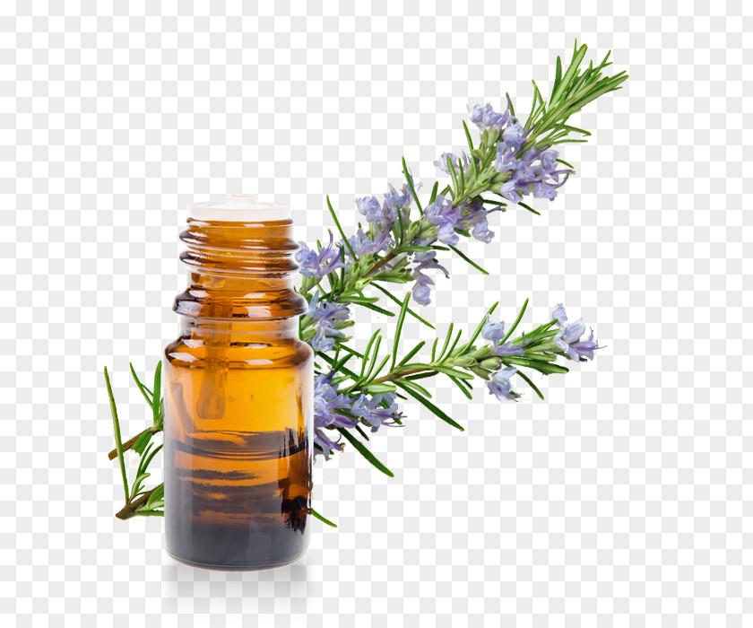Oil Herb Essential Rosemary Extract PNG