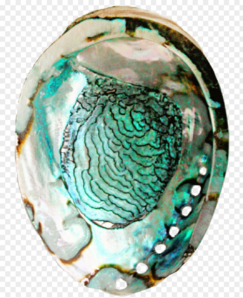 Paperweight Gemstone Abalone Aqua PNG