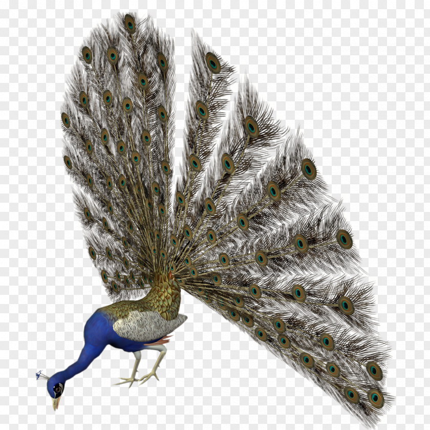Peacock Asiatic Peafowl Bird Feather PNG