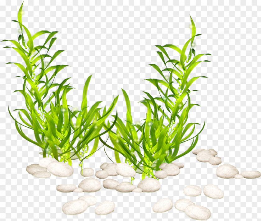 Plants Aquatic Clip Art Seaweed PNG