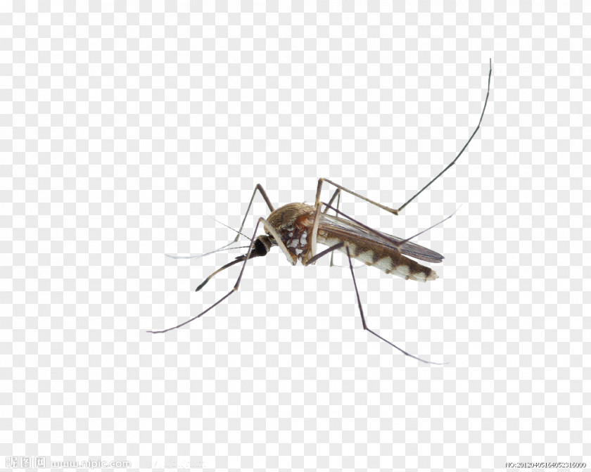 Transparent Mosquitoes Mosquito Insect Membrane PNG