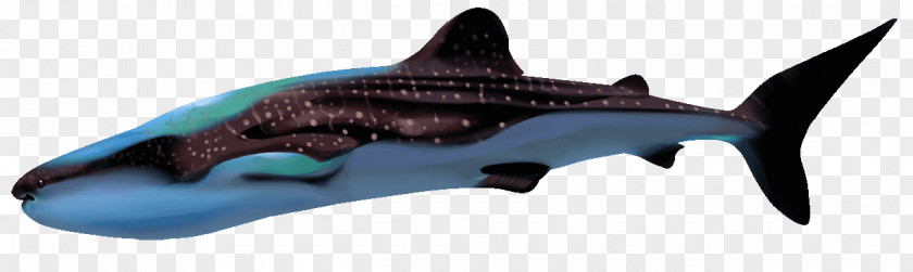 Whale Shark Requiem Sharks Hammerhead PNG