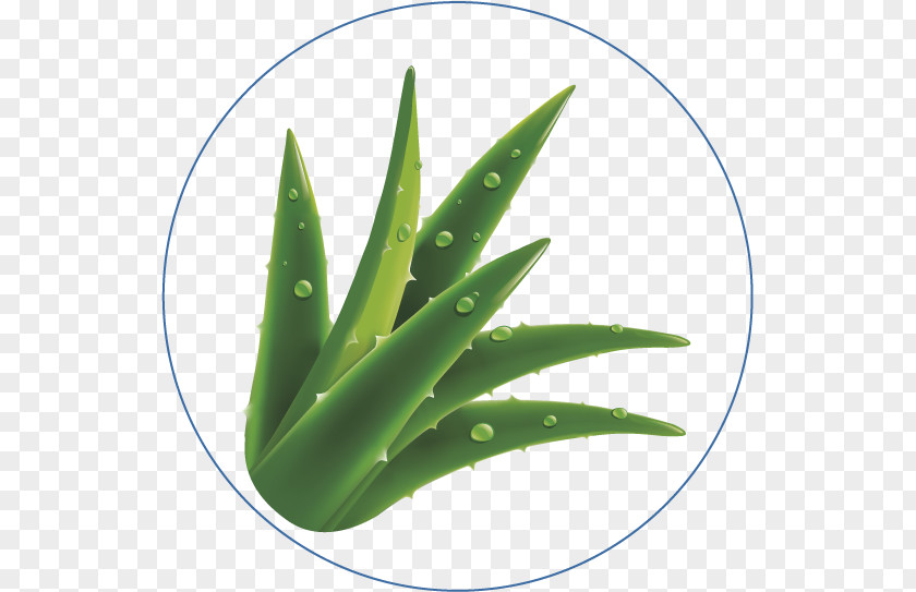 Aloe Vera Absorption Tissue Diaper Textile PNG