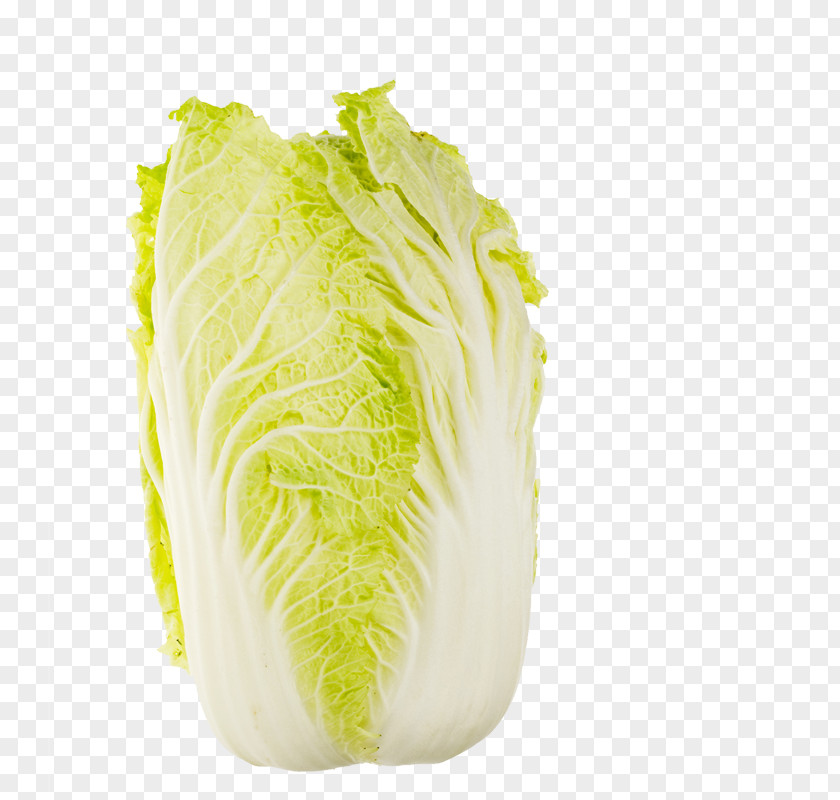 Cabbage Chinese Romaine Lettuce Napa Cuisine PNG