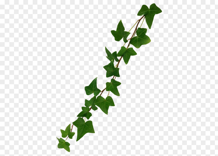 Ivy Vine Common PNG