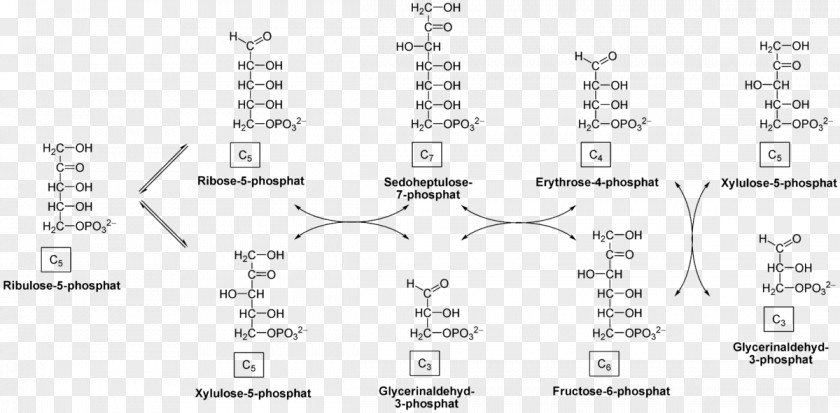 Pentose Phosphate Pathway Transketolase Transaldolase Glyceraldehyde 3-phosphate PNG