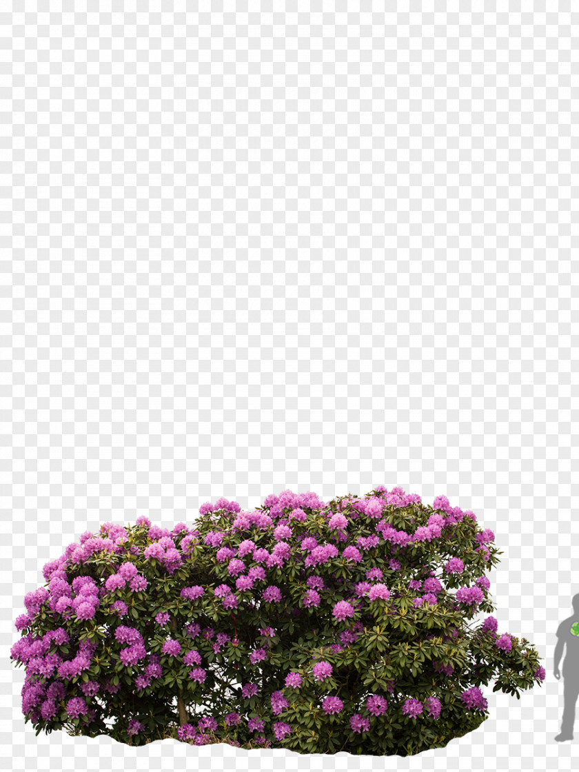 Rhododendron 'Roseum Elegans' Canescens Shrub Flowering Plant PNG