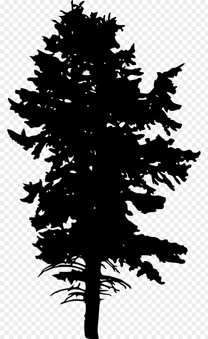 Sycamore Tree Black And White Image Silhouette Blue Spruce Clip Art PNG