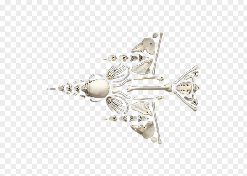 Airplane Shape Skeleton Puzzle Aircraft Bone PNG