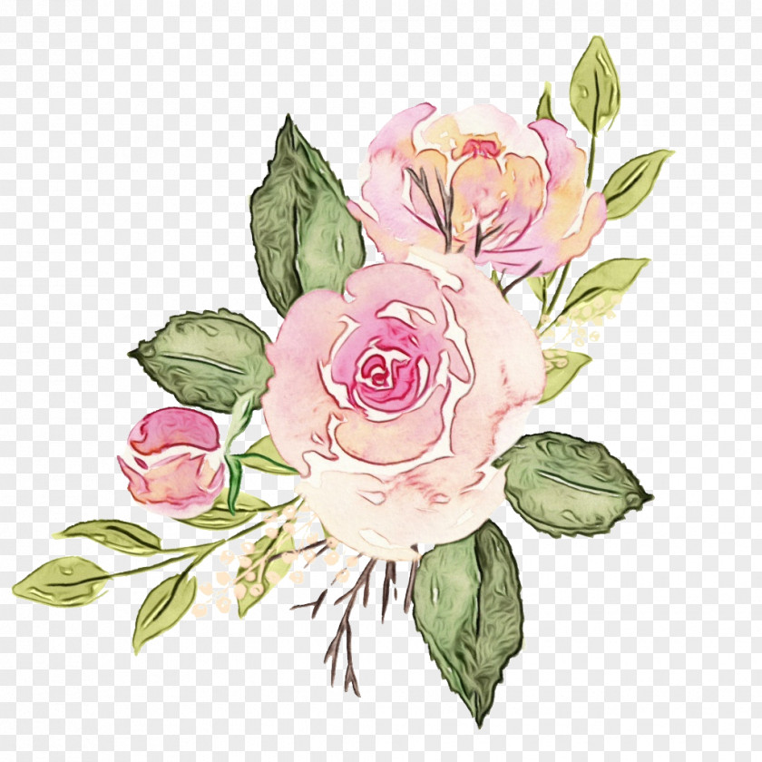 Floribunda Common Peony Watercolor Flower Background PNG