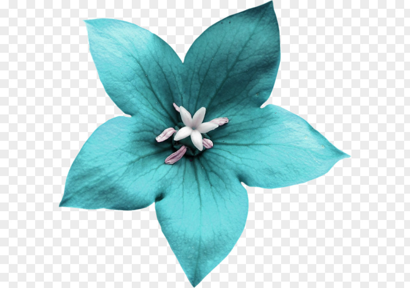 Flower Blue PNG