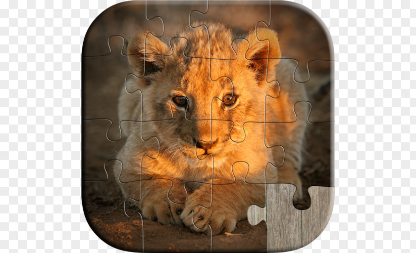 Kids & AdultsLion Lion Stock Photography Animal Babies Jigsaw Puzzles Game PNG