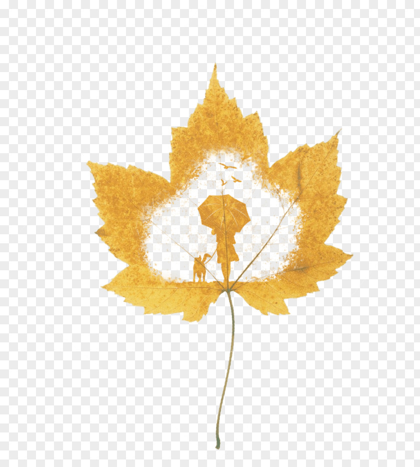 Maple Leaf Silhouette Vector Graphics Television Image Download PNG