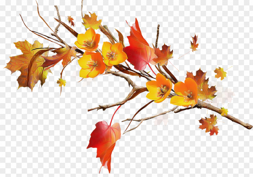 Maple Woody Plant Leaf Tree Branch Flower PNG